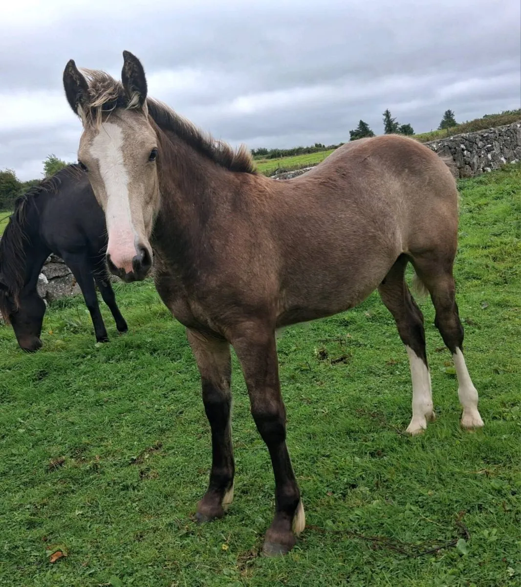 Dun colt foal - Image 2