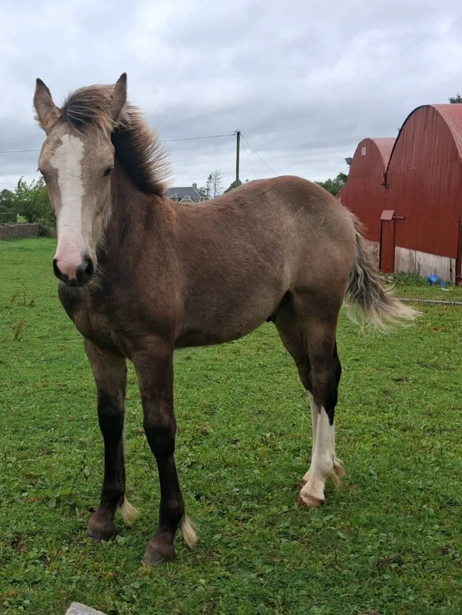 Dun colt foal - Image 1