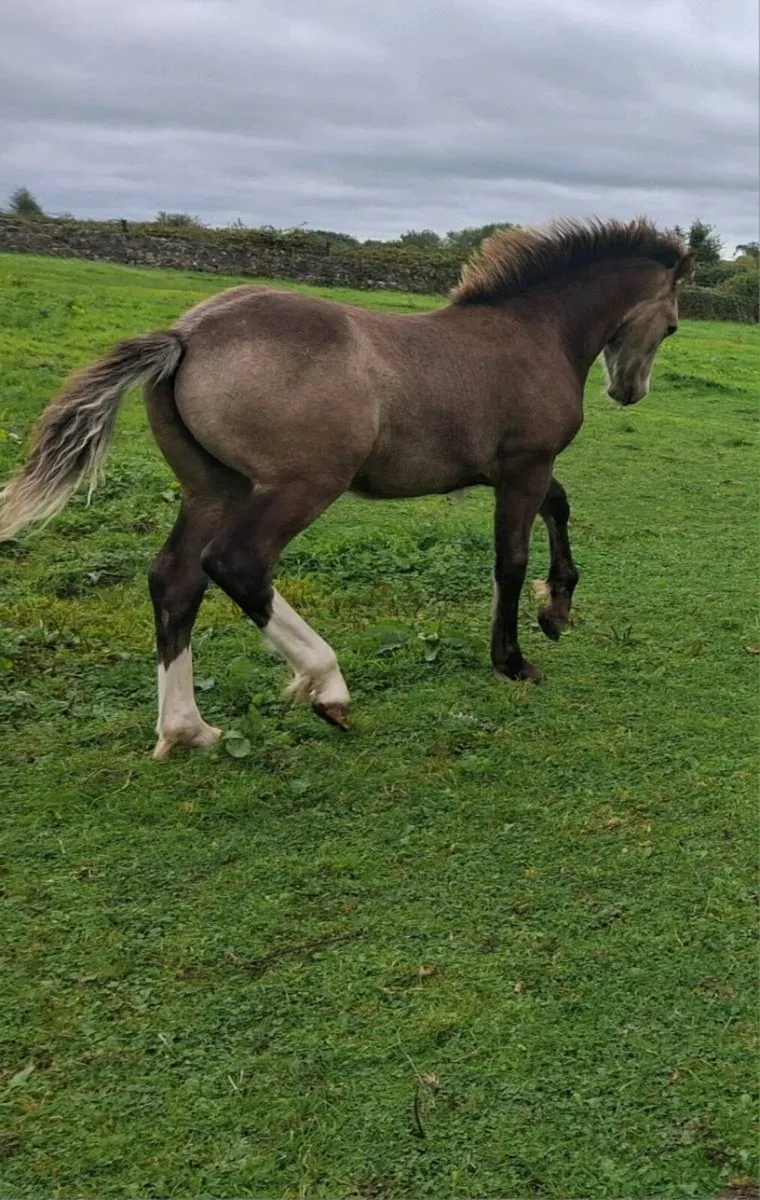 Dun colt foal - Image 3