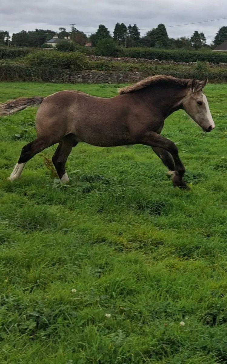 Dun colt foal - Image 4