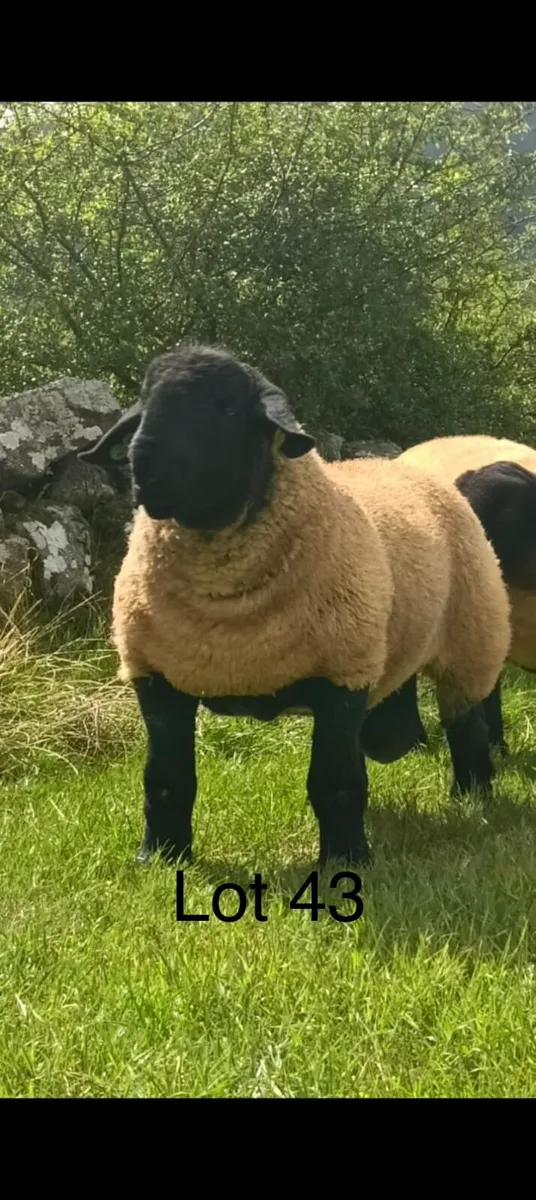 Suffolk Ram Lambs - Image 1