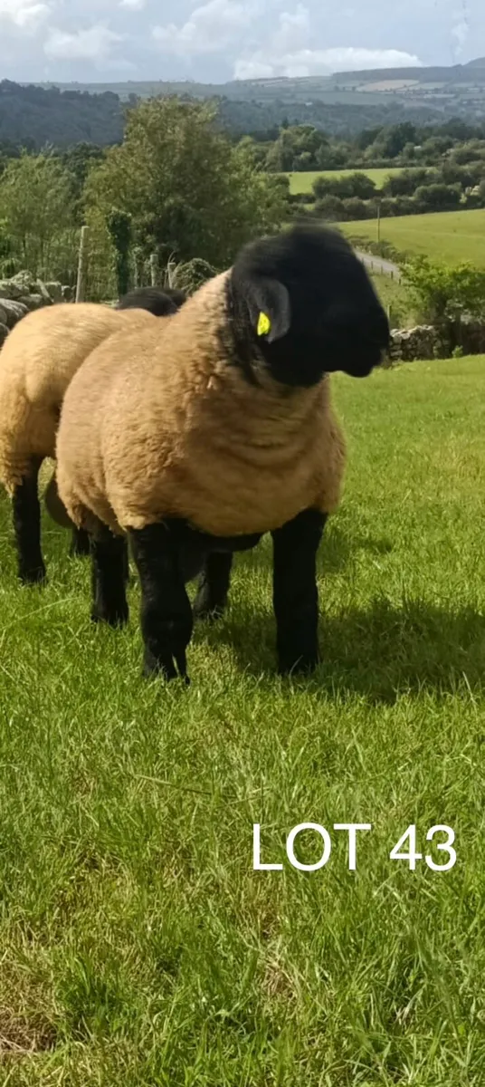 Suffolk Ram Lambs - Image 2