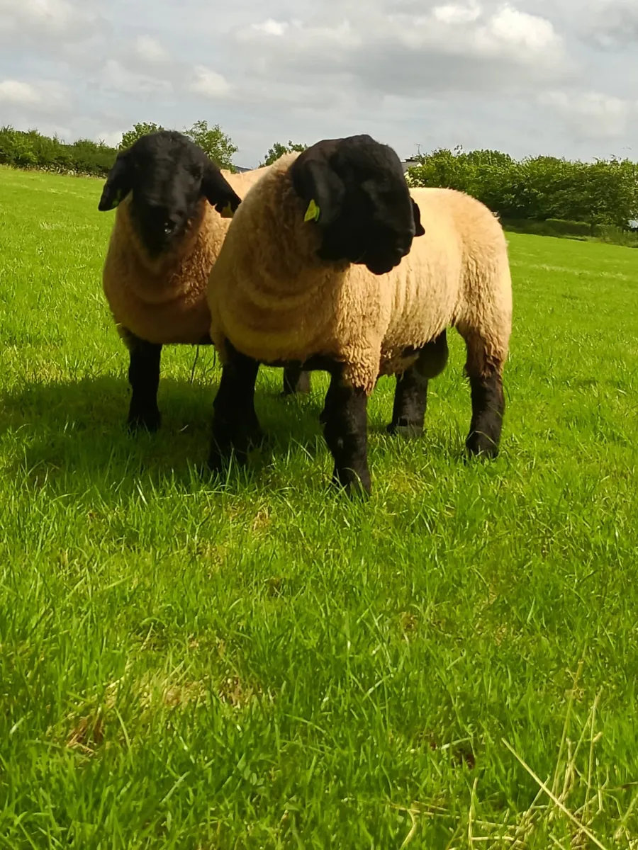 Suffolk Ram Lambs - Image 3