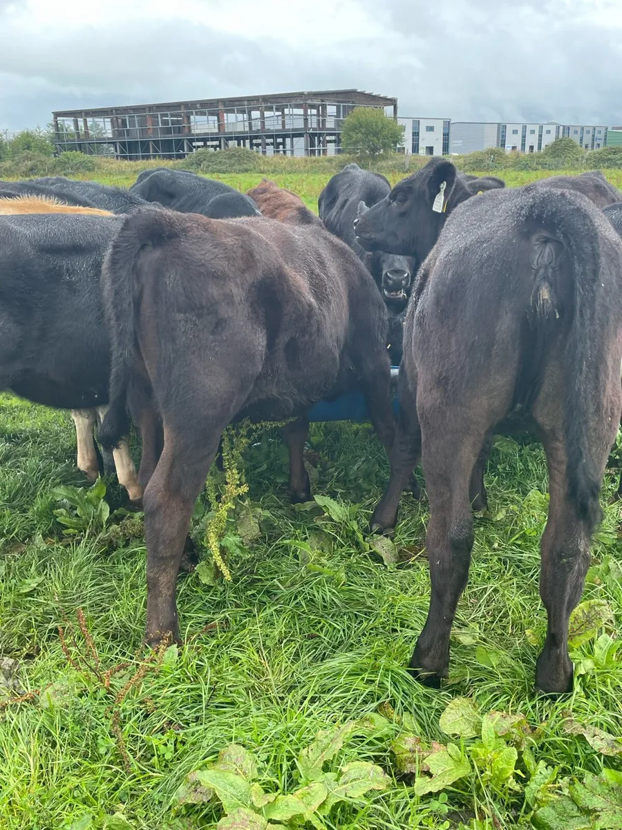 Angus Heifer Weanlings - Image 2