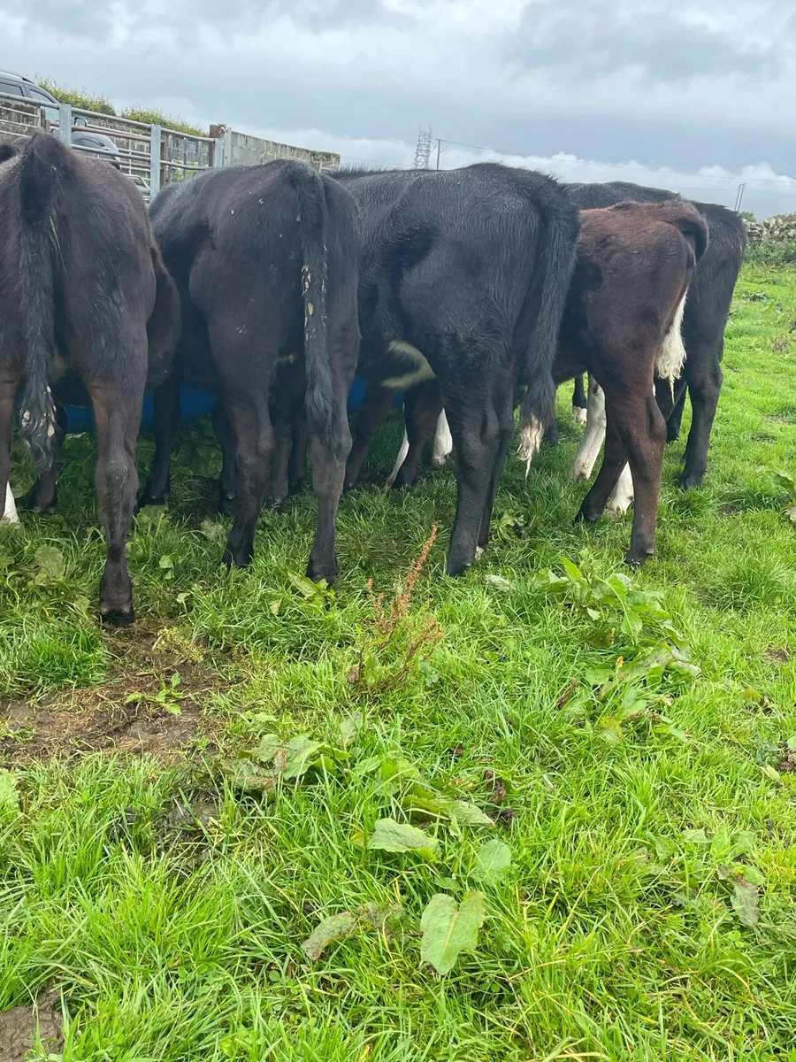 Angus Heifer Weanlings - Image 3