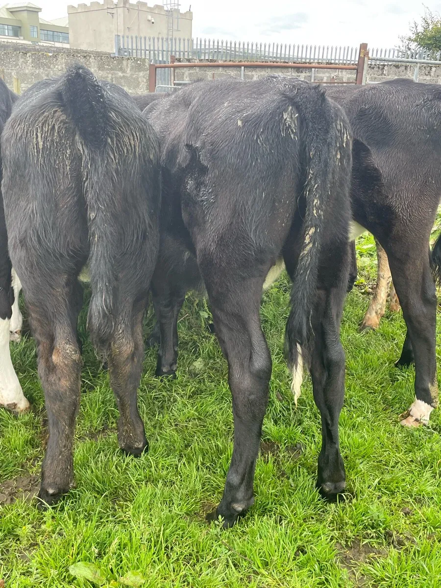 Angus Heifer Weanlings - Image 4