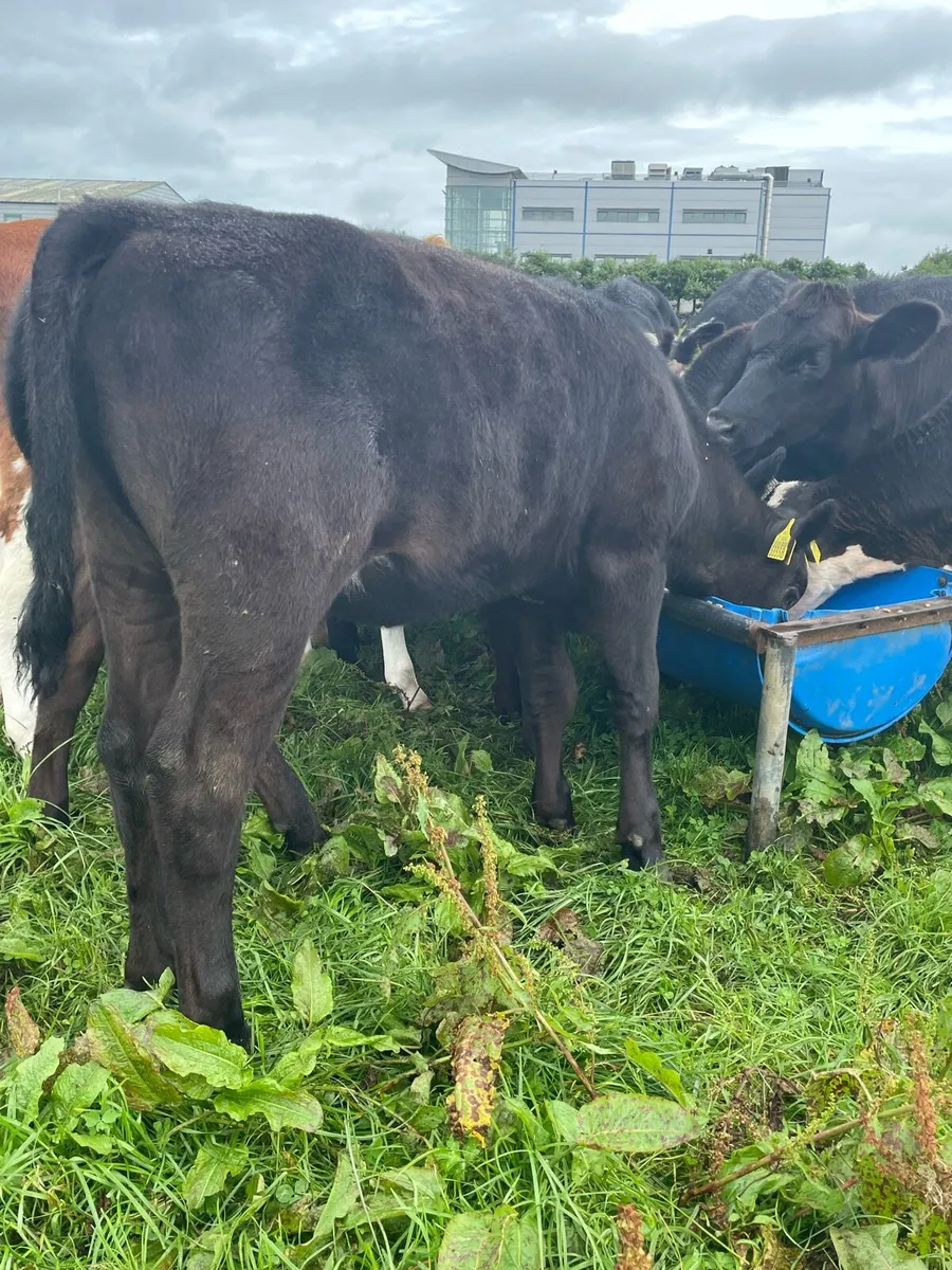 Angus Heifer Weanlings - Image 1