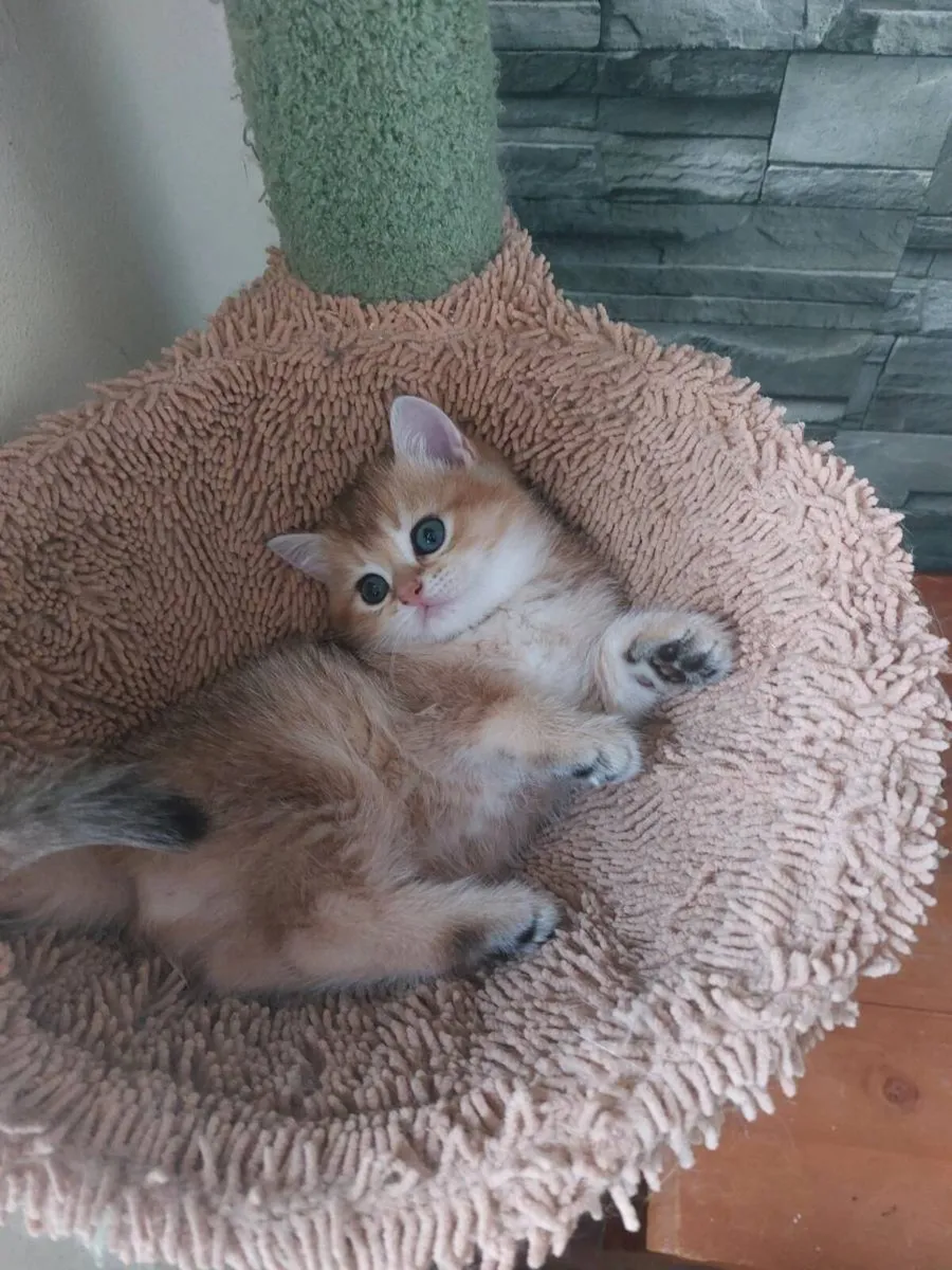 British scottish straight Kittens - Image 2
