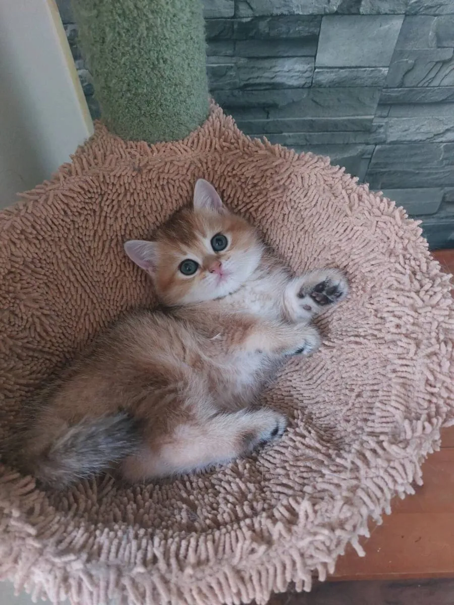 British scottish straight Kittens - Image 1