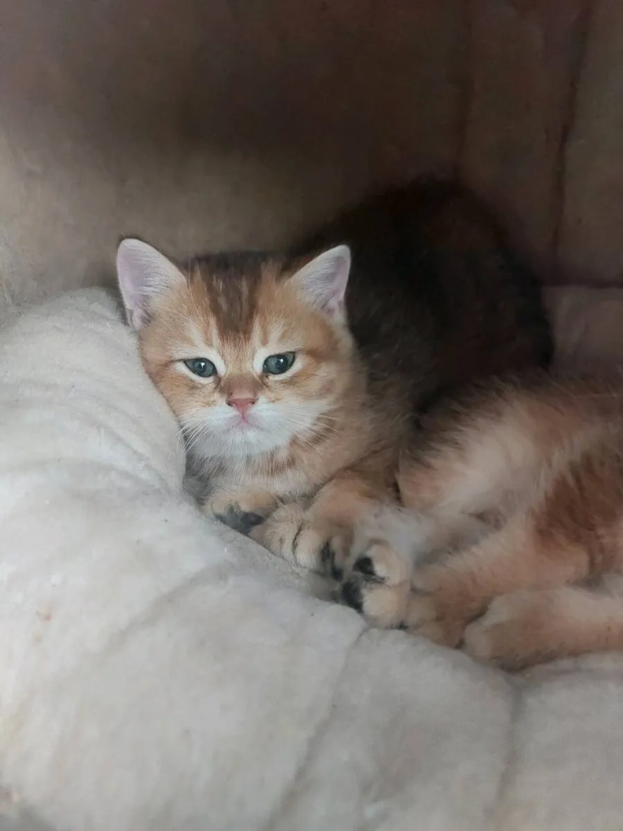 British scottish straight Kittens - Image 3
