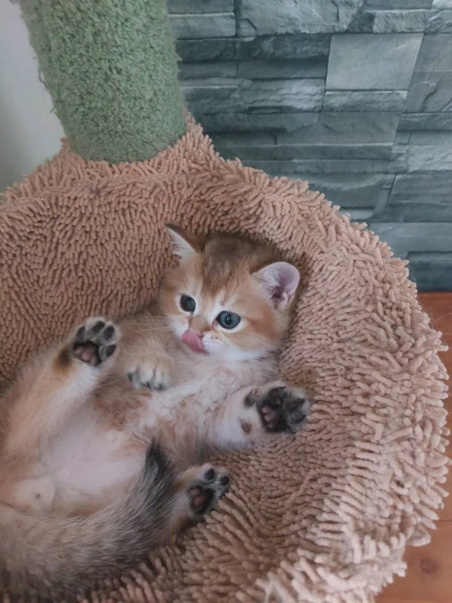 British scottish straight Kittens - Image 4