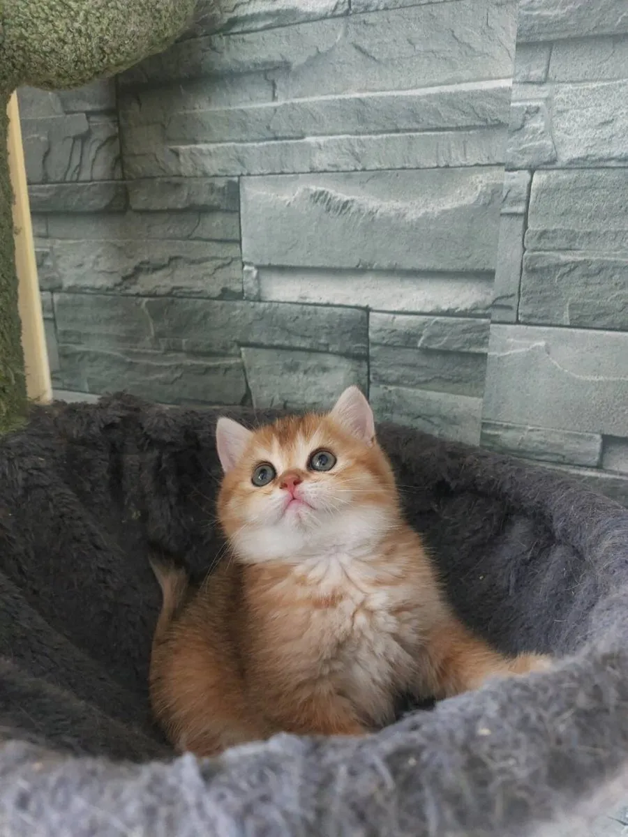 Scottish fold female Kitten - Image 4