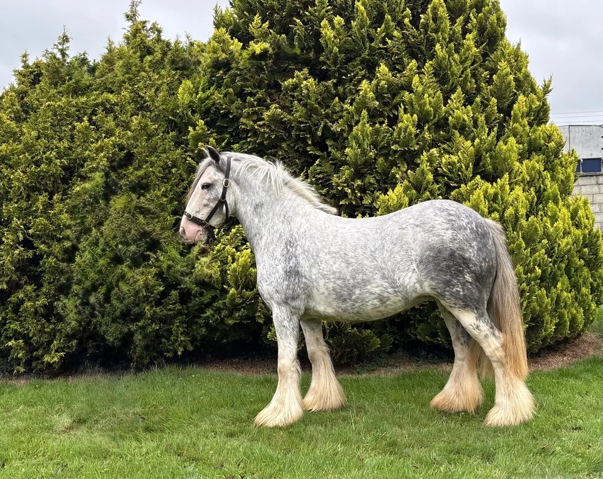 Glenbrohane Molly - Image 3