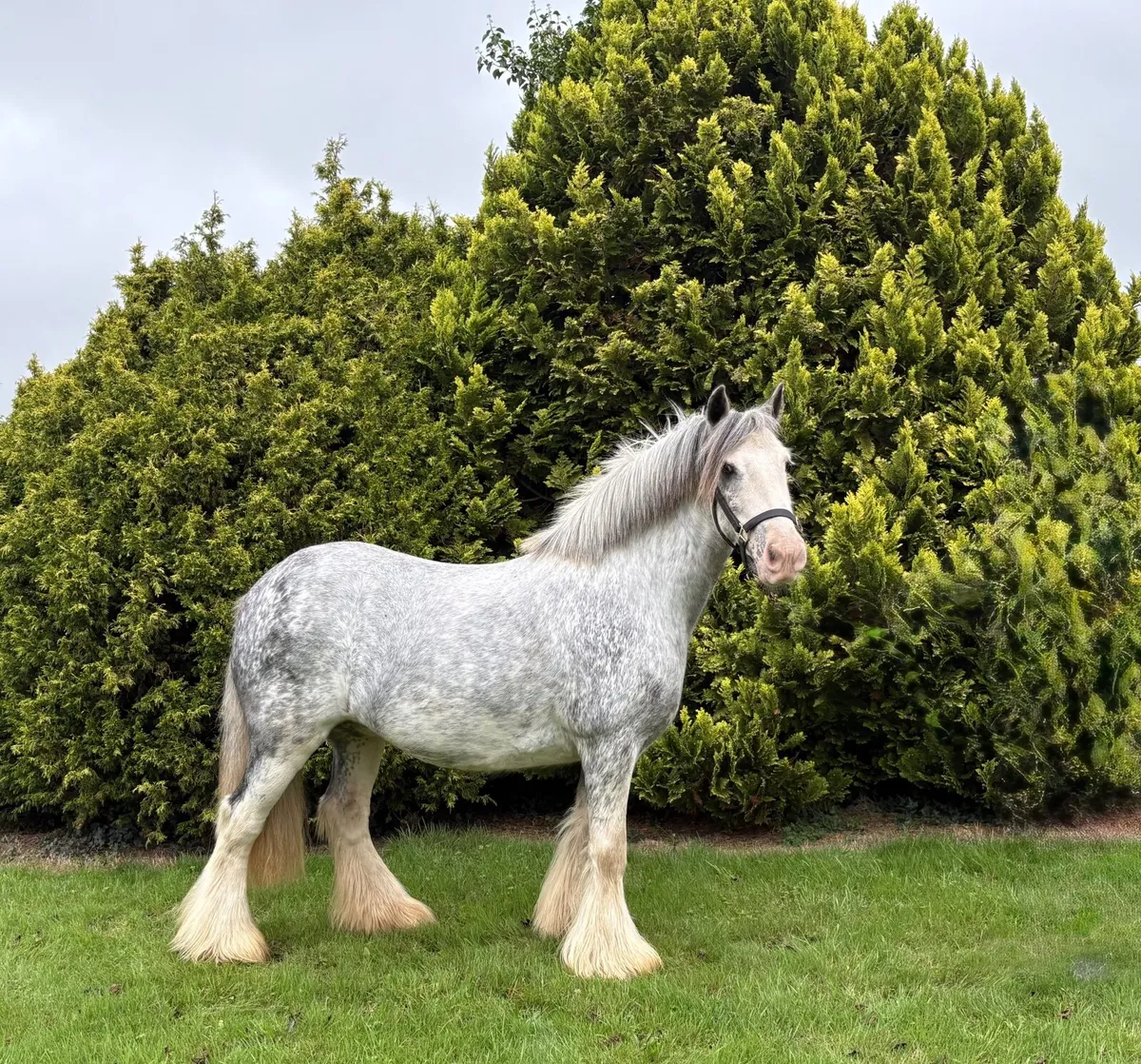 Glenbrohane Molly - Image 1