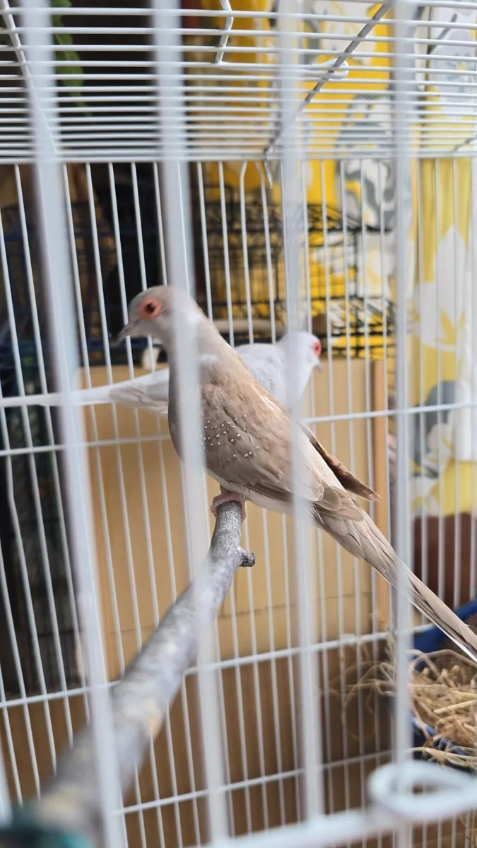 Animals - Image 1
