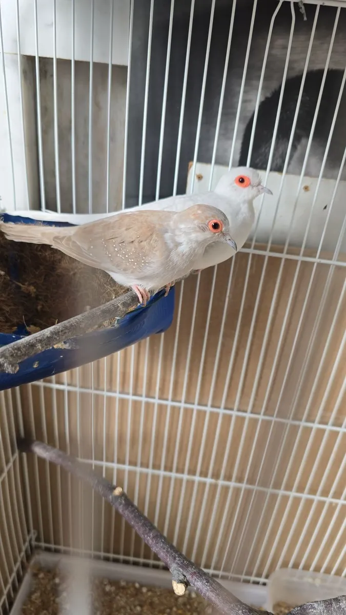 Animals - Image 2