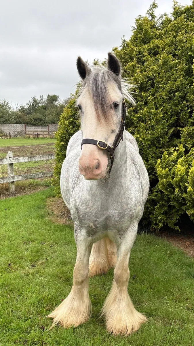 Glenbrohane Molly - Image 4