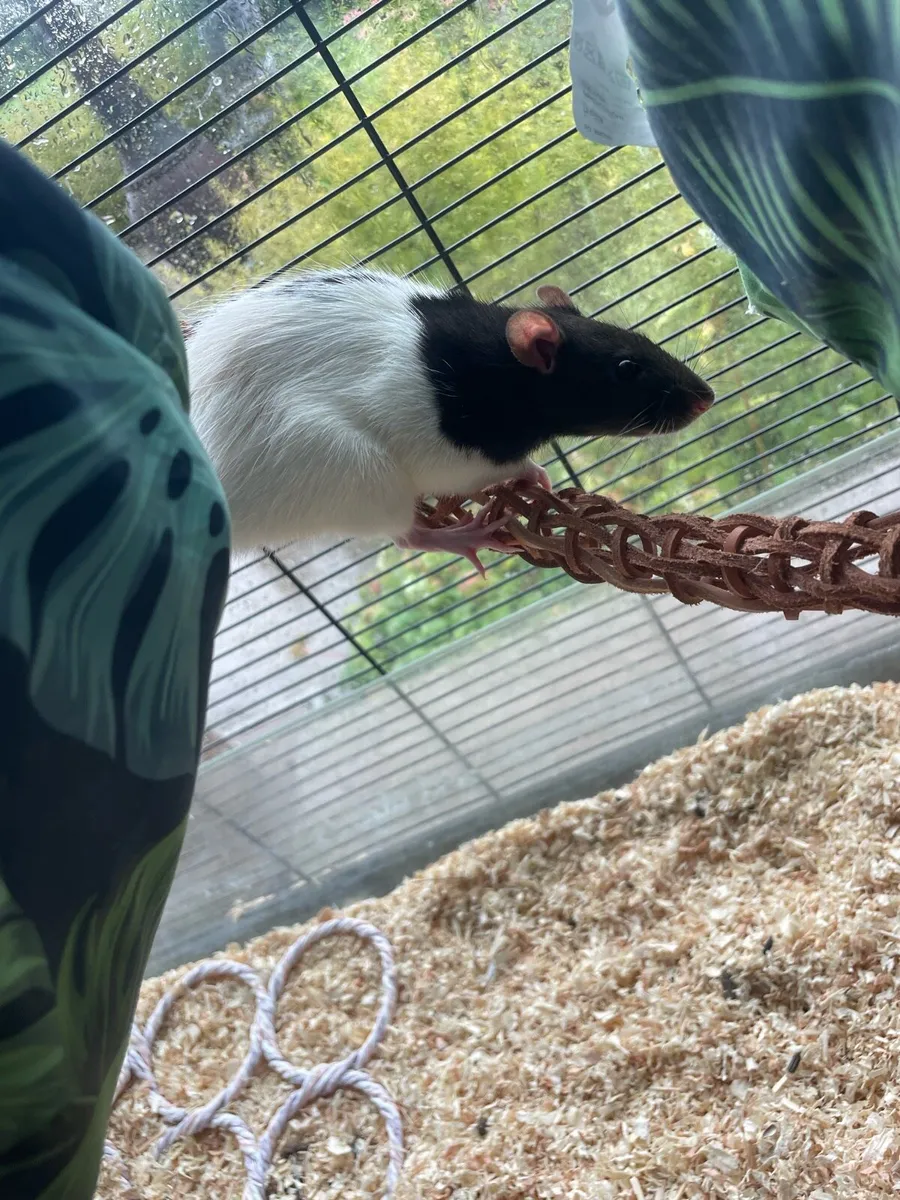 2 female rats - Image 1