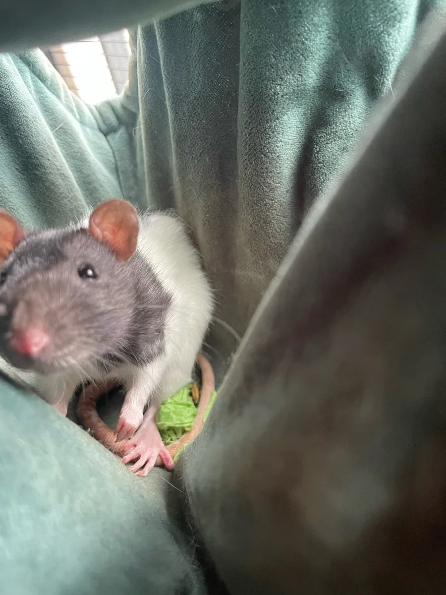 2 female rats - Image 2