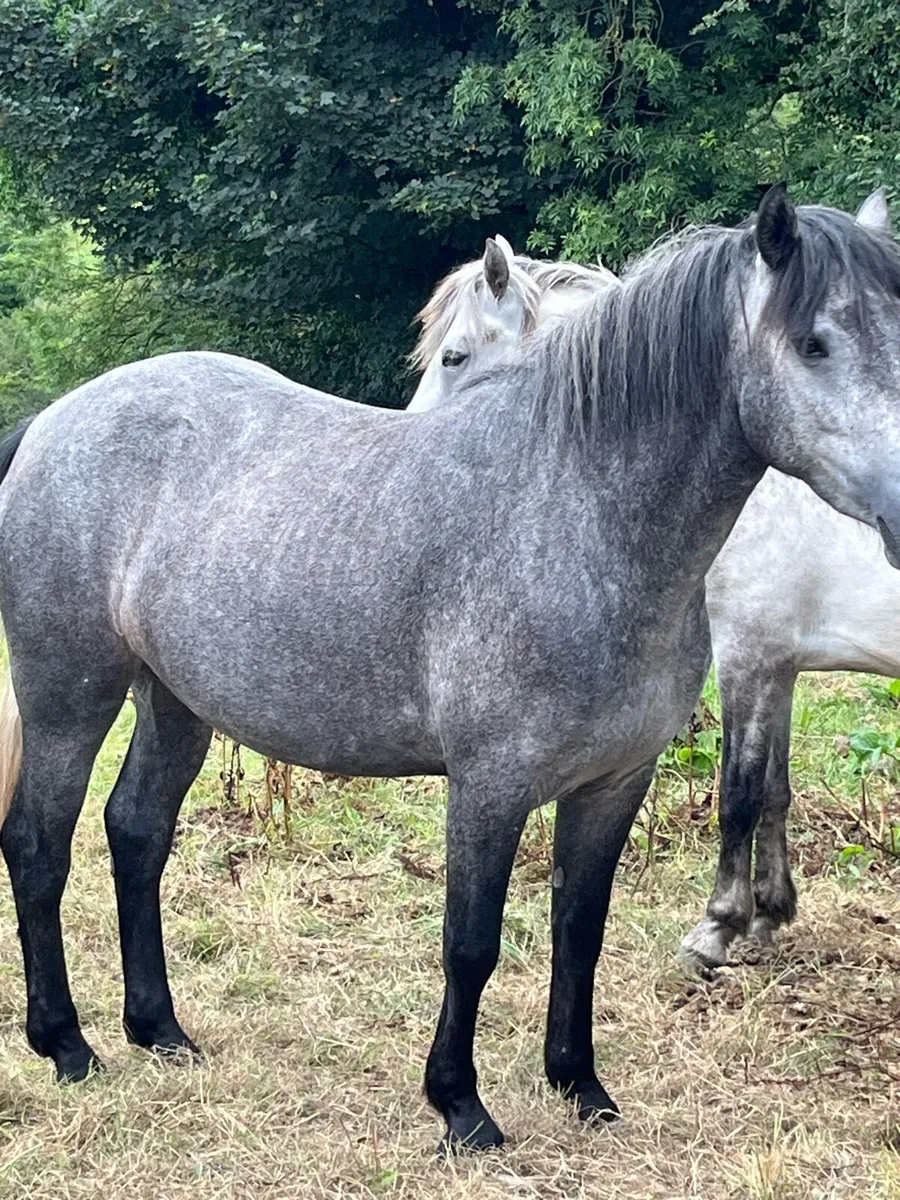 3 year old Connemara Class 1 Filly - Image 3