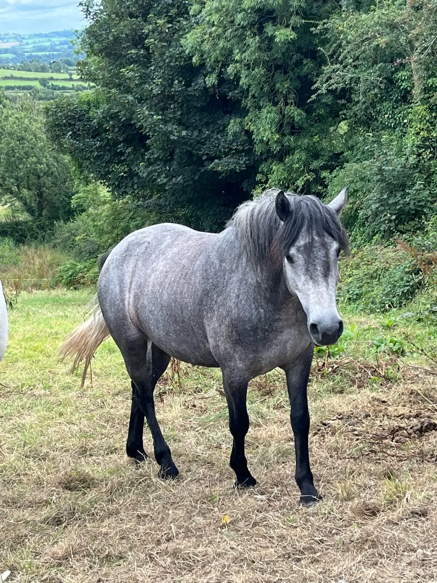 3 year old Connemara Class 1 Filly - Image 1