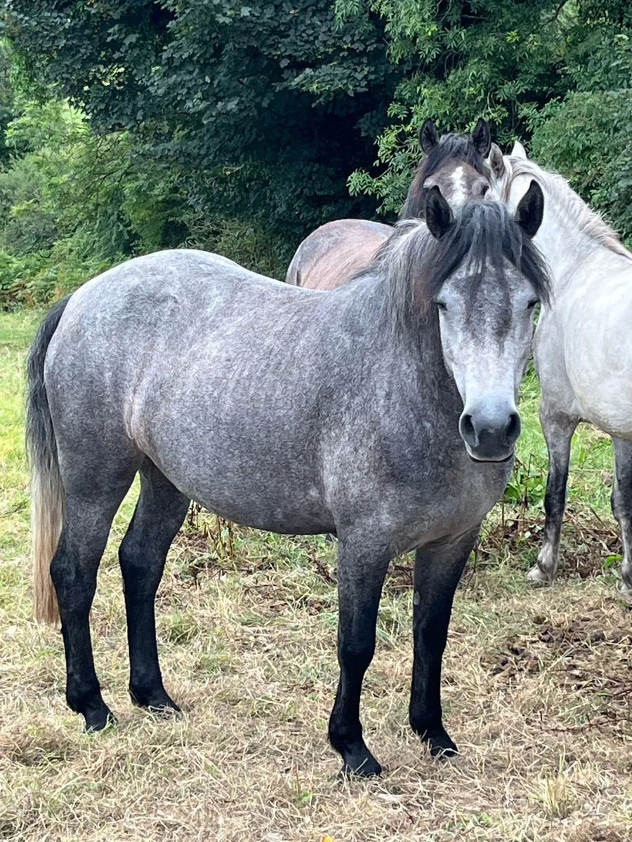 3 year old Connemara Class 1 Filly - Image 2