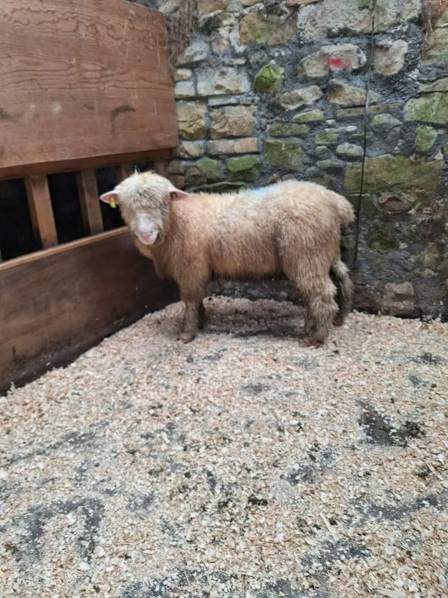 Dorset and Zwartble Ram Lamb - Image 4