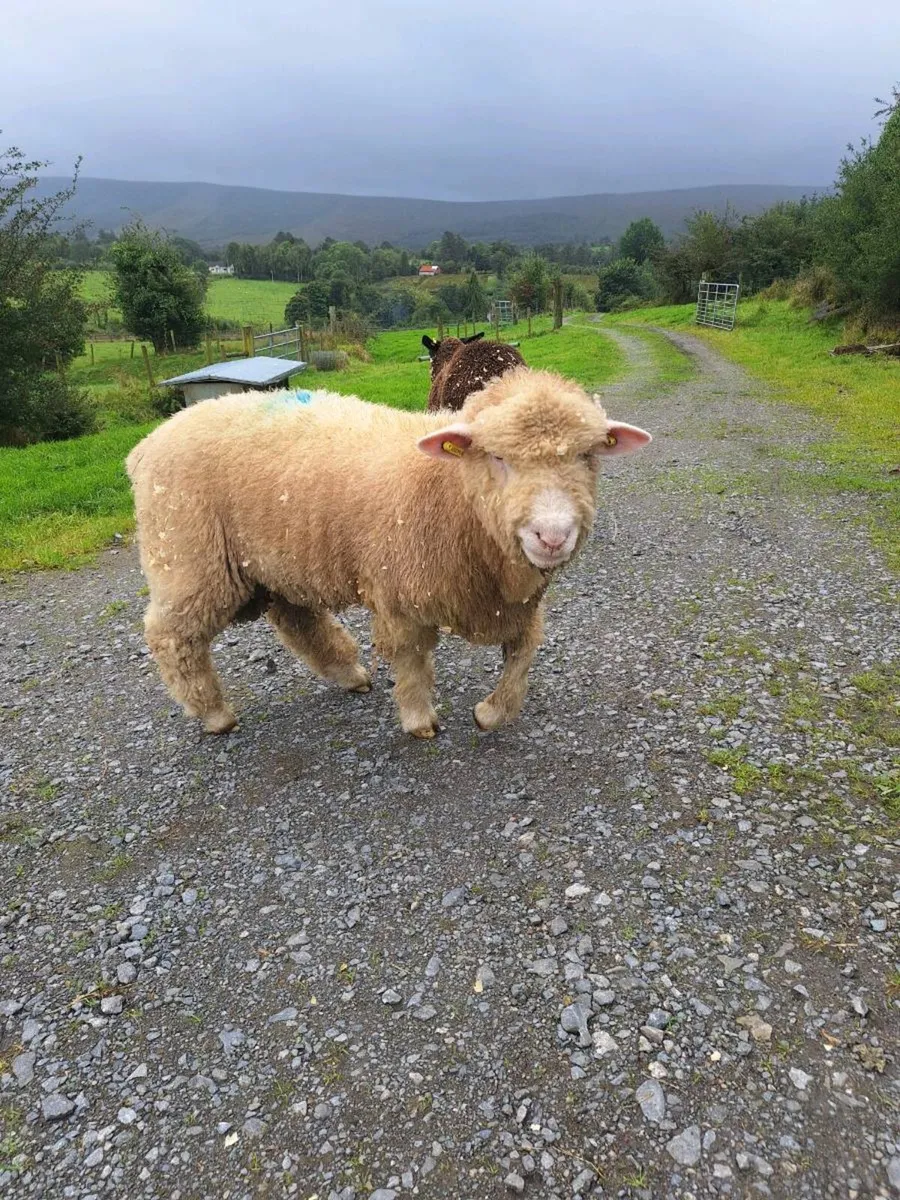 ⭐️🌟Dorset Ram Lamb⭐️🌟 - Image 4