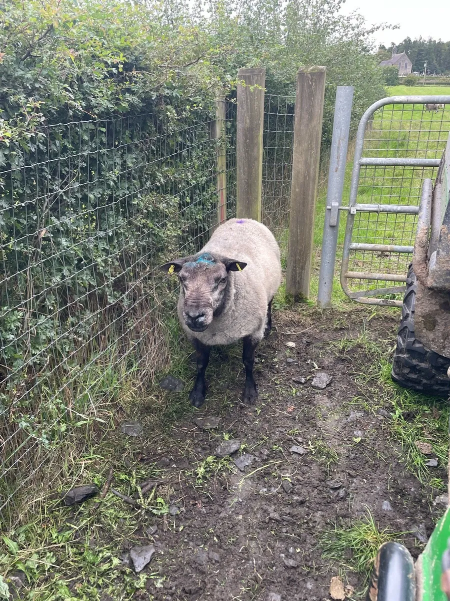 Rams - Image 2