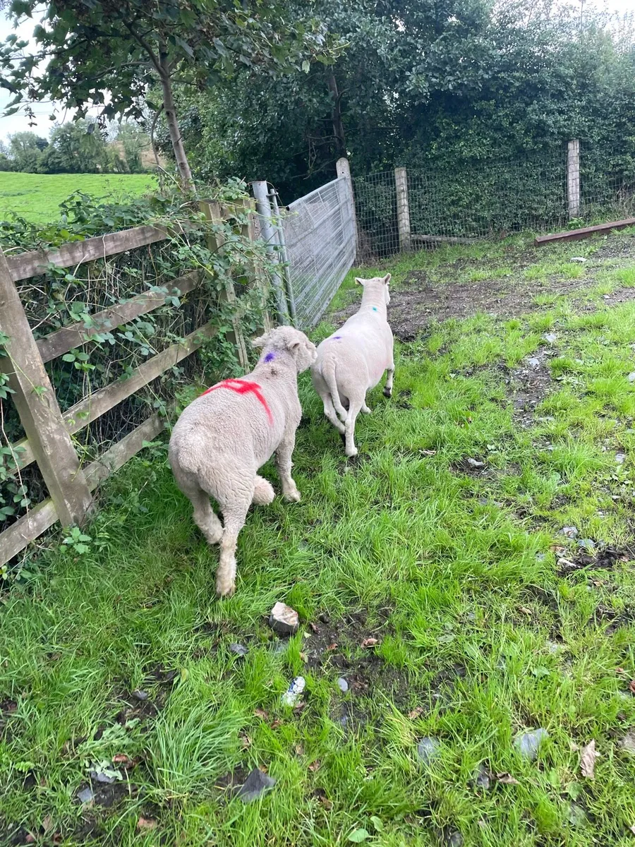 Rams - Image 3