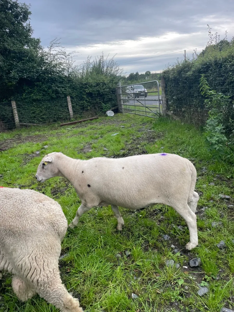 Rams - Image 4