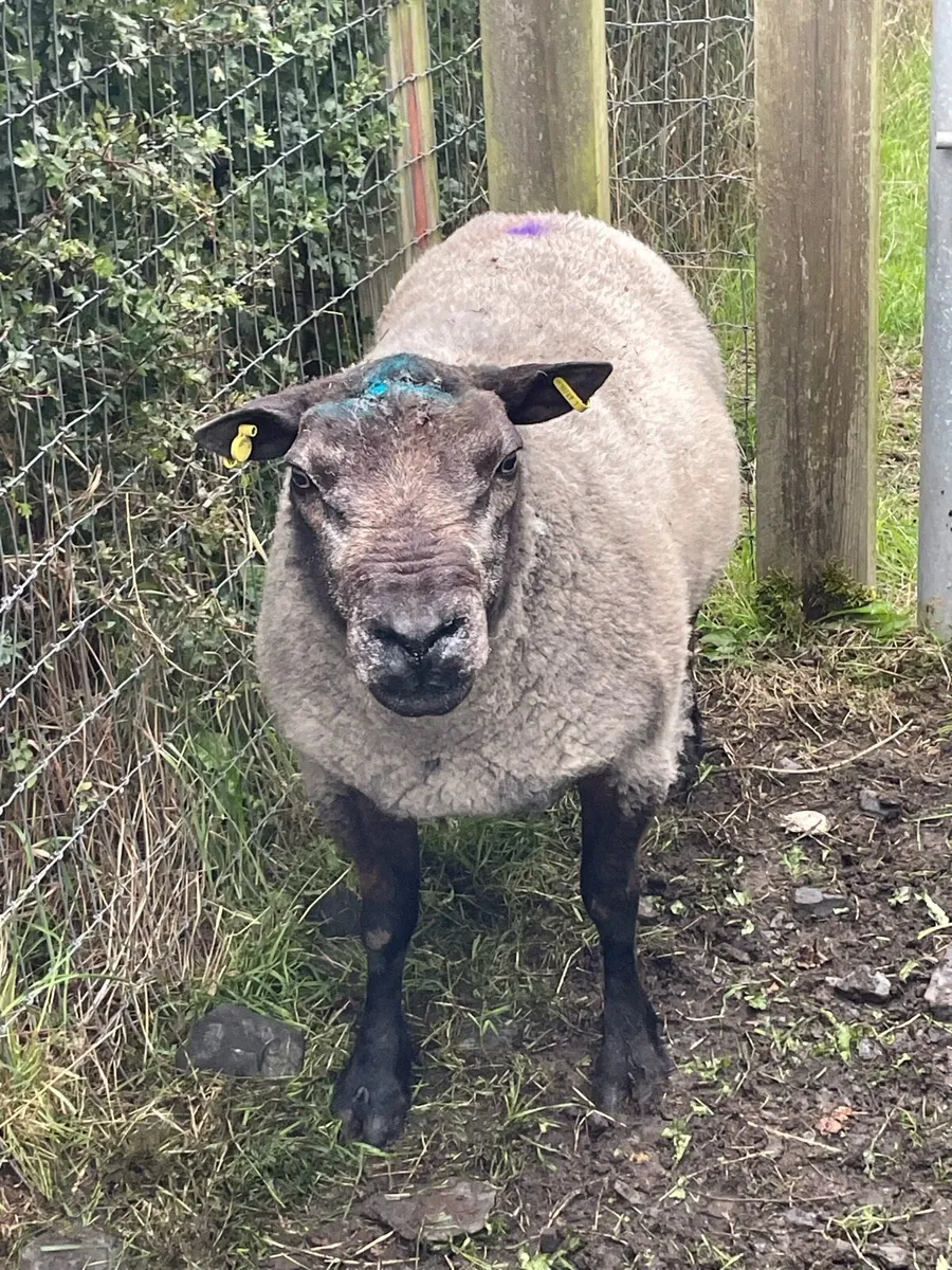 Rams - Image 1