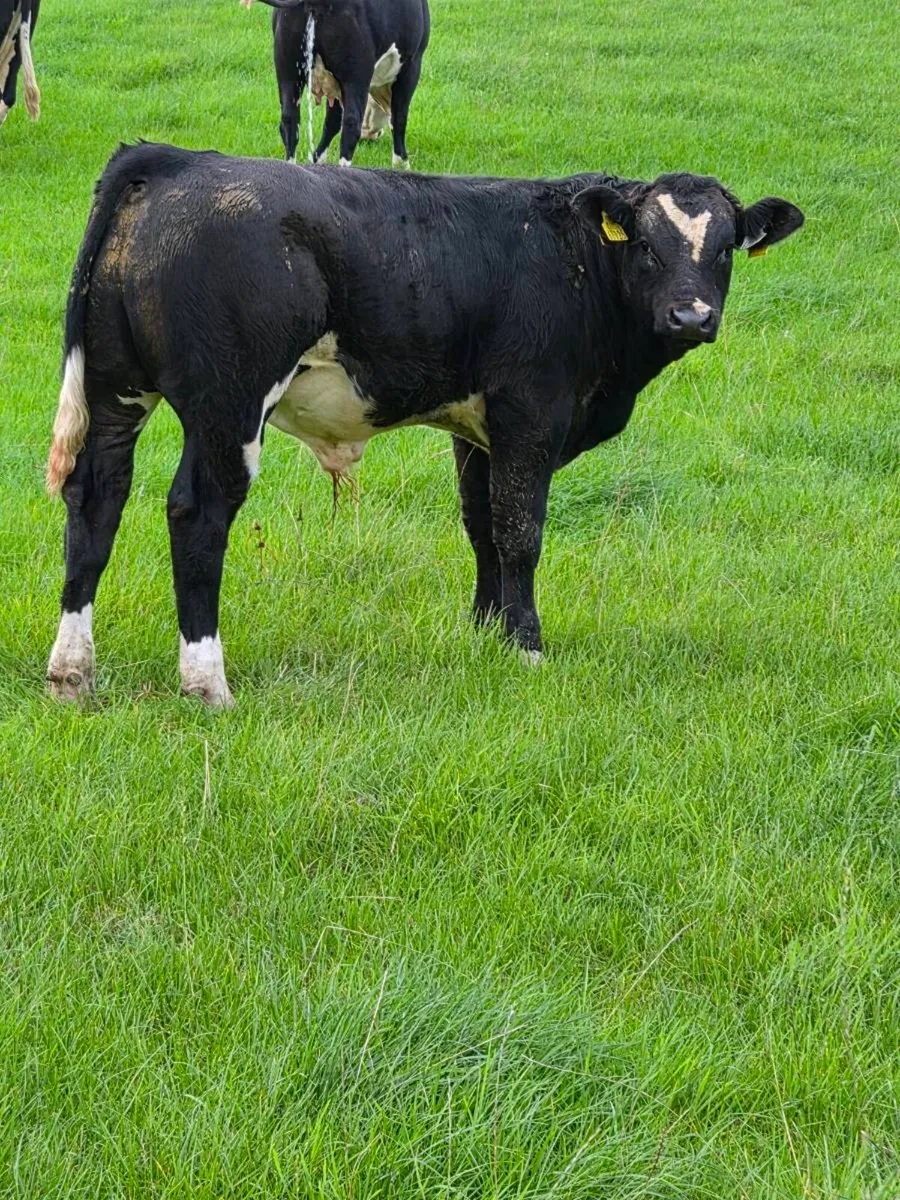 Weanling bulls - Image 2