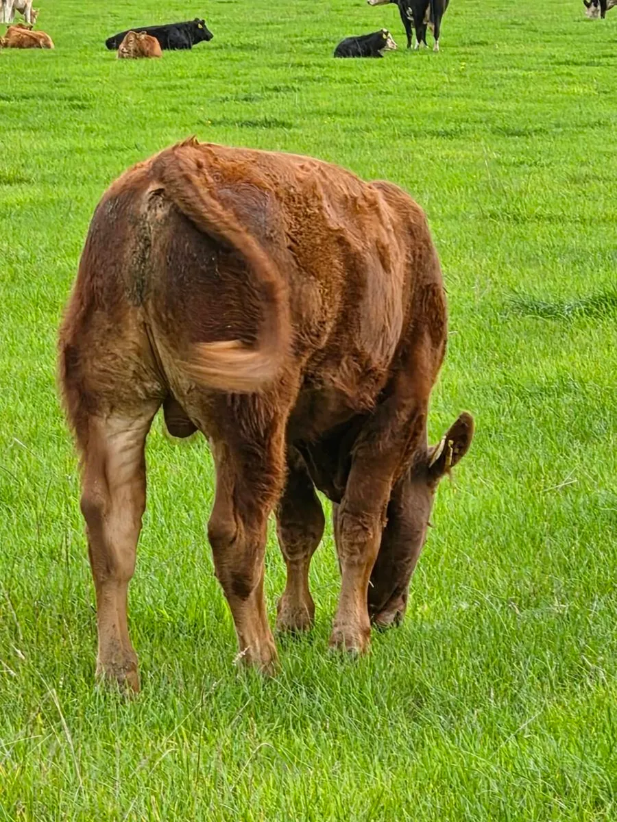 Weanling bulls - Image 3