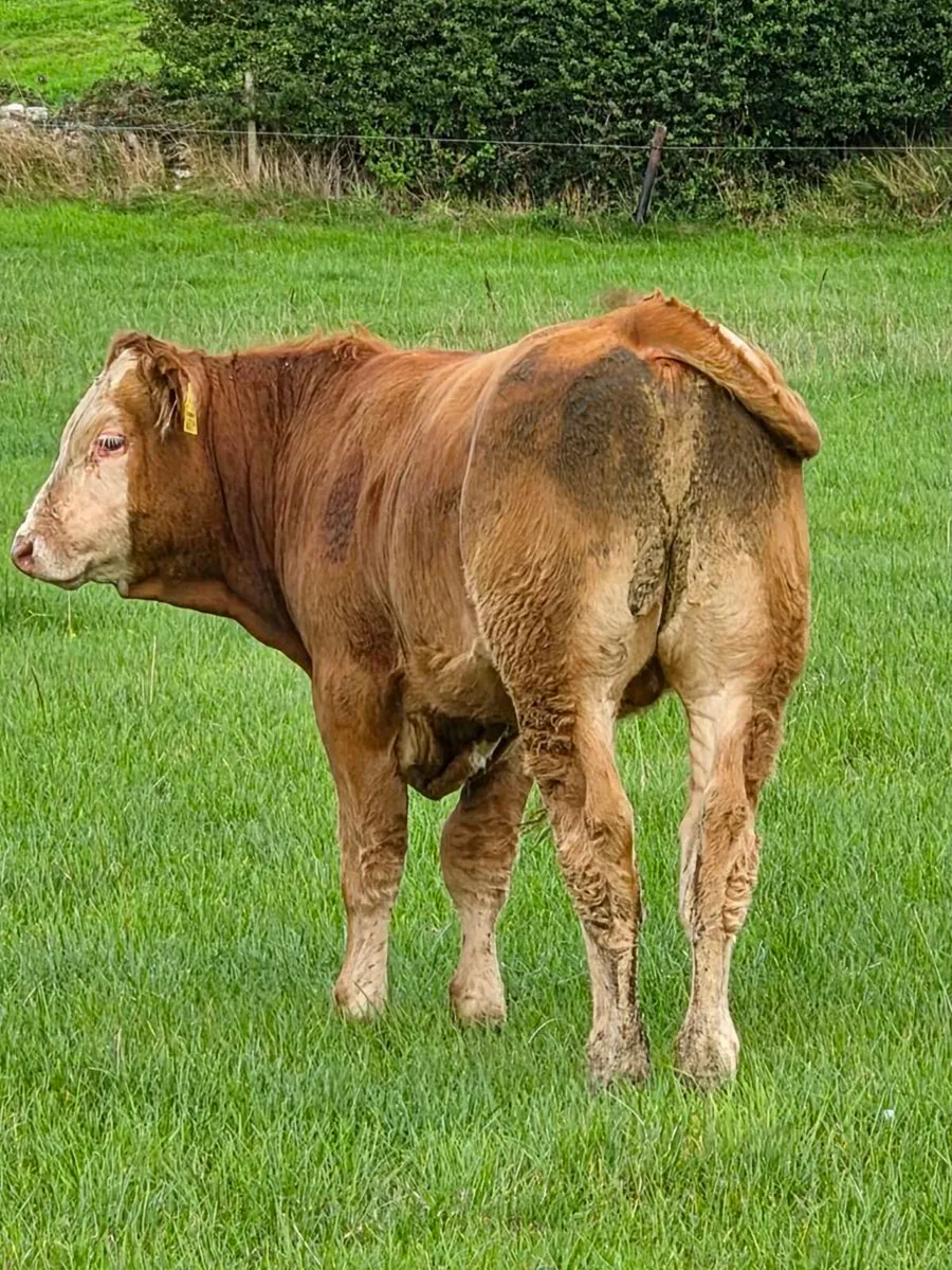 Weanling bulls - Image 4