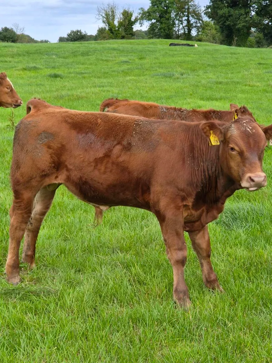 Weanling bulls - Image 4
