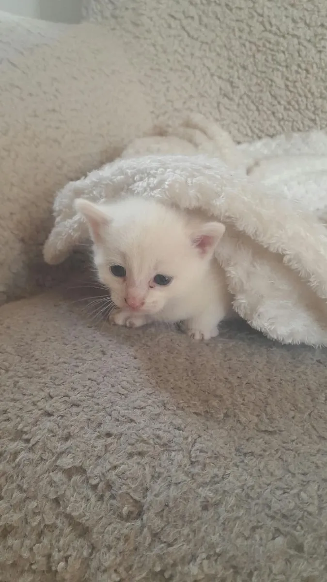 Kittens - Image 3