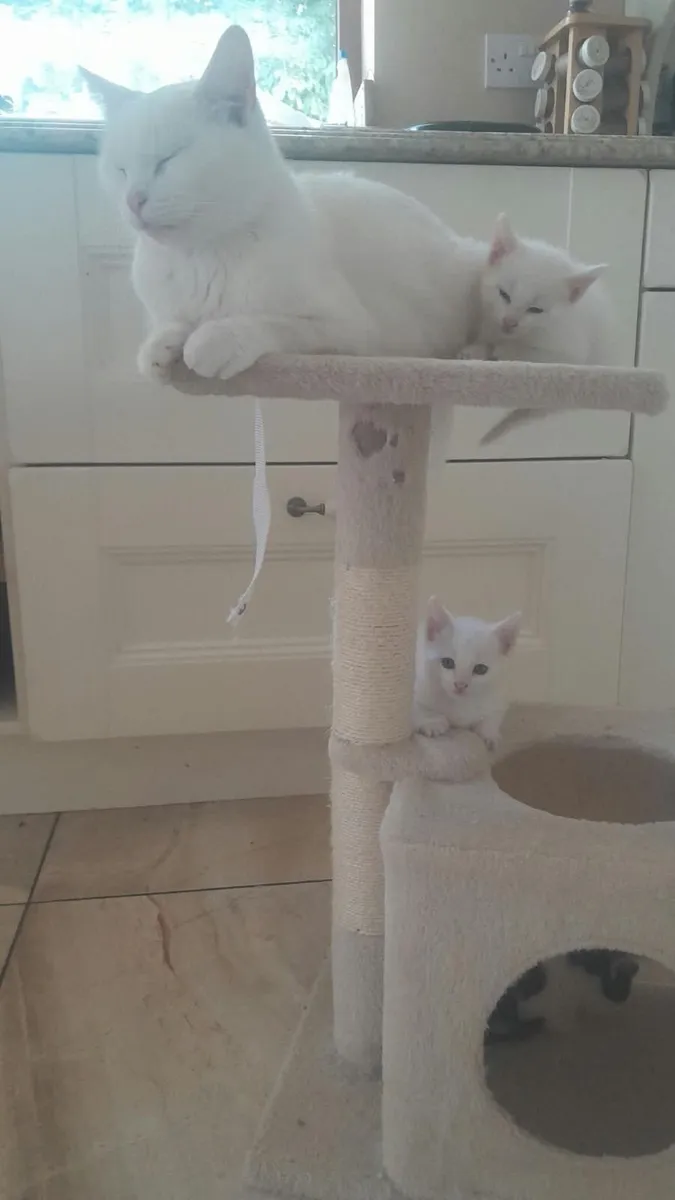 Kittens - Image 1