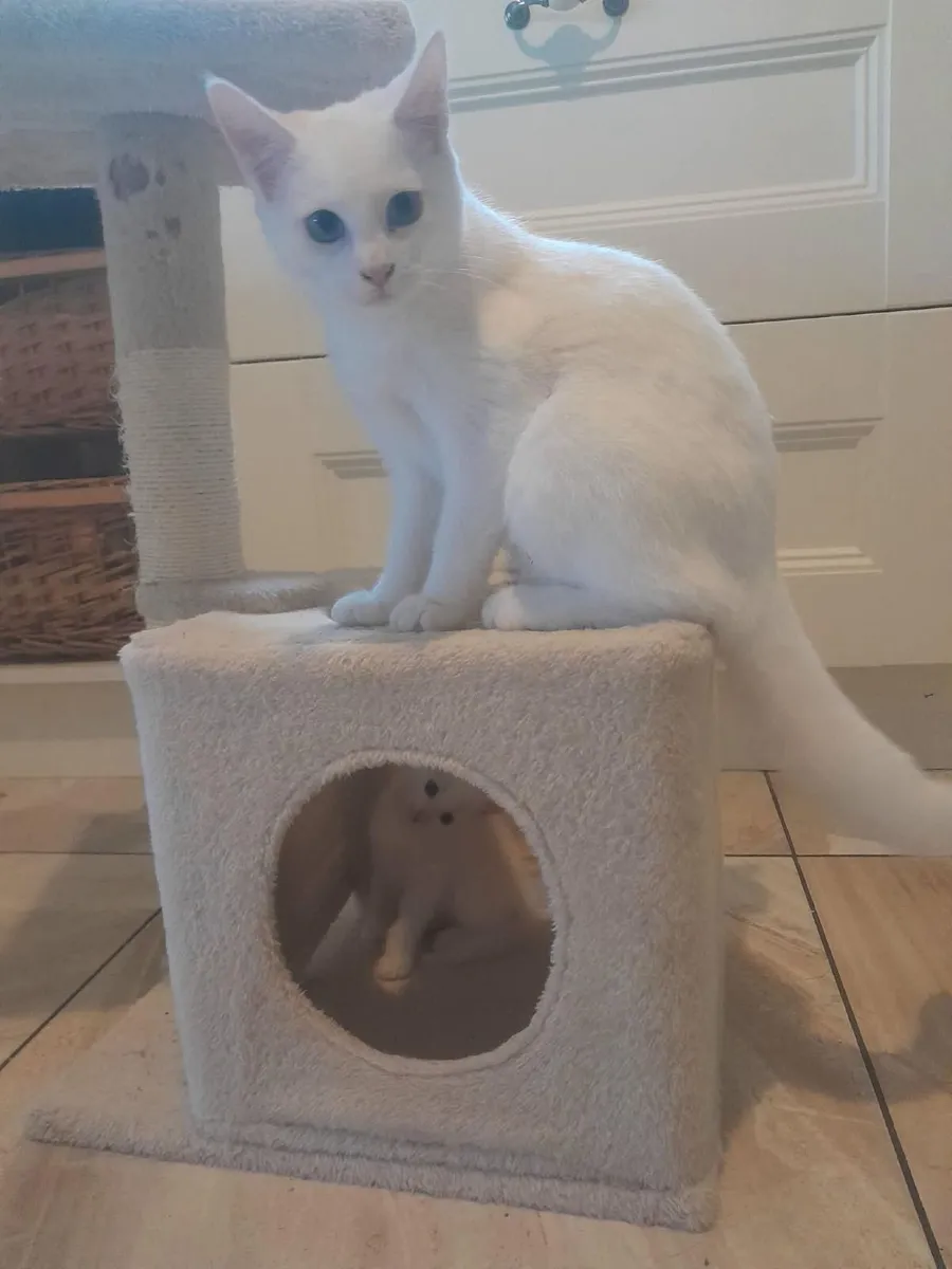 Kittens - Image 4