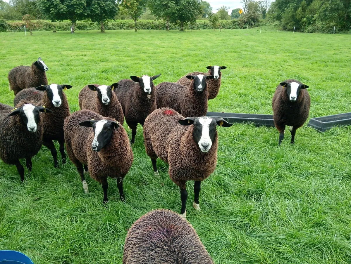 Sheep - Image 2