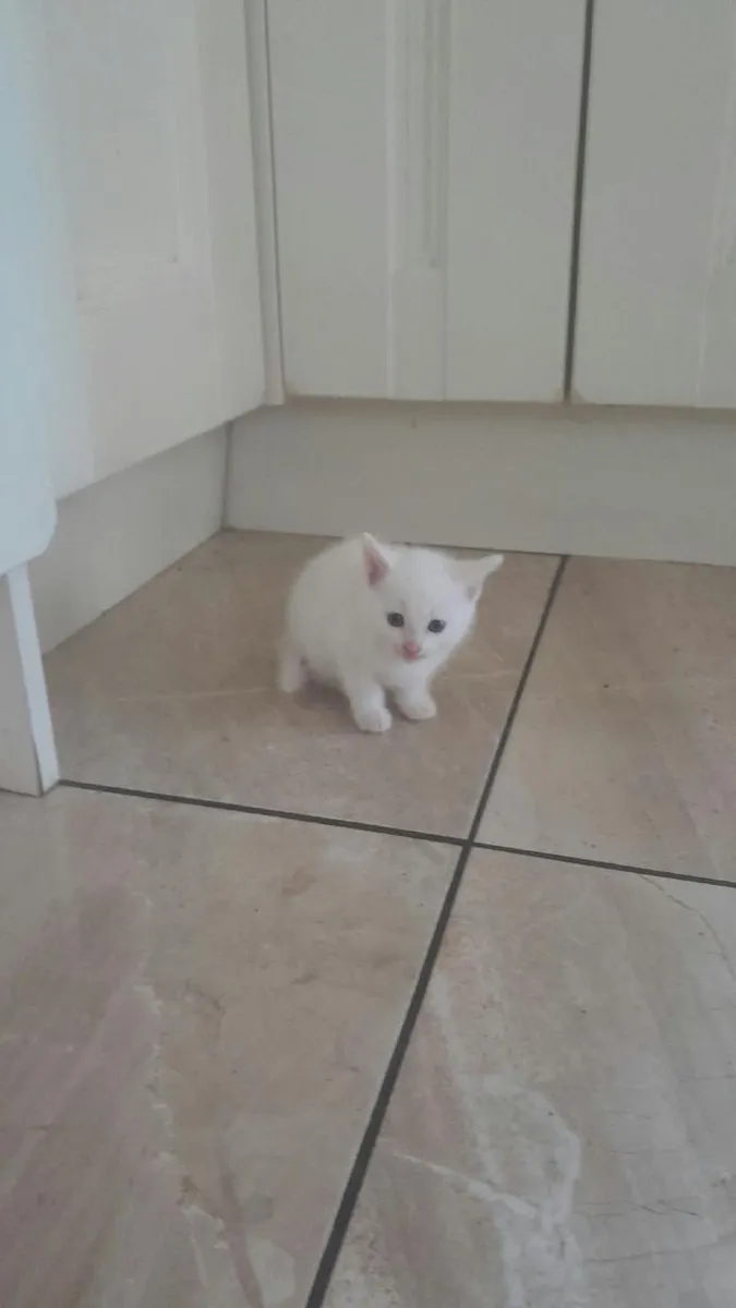 Kittens - Image 2