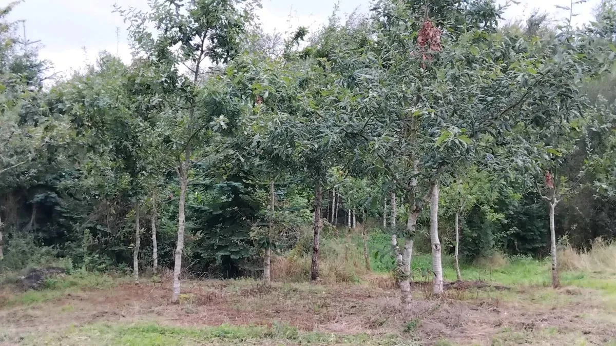 Trees - Image 1