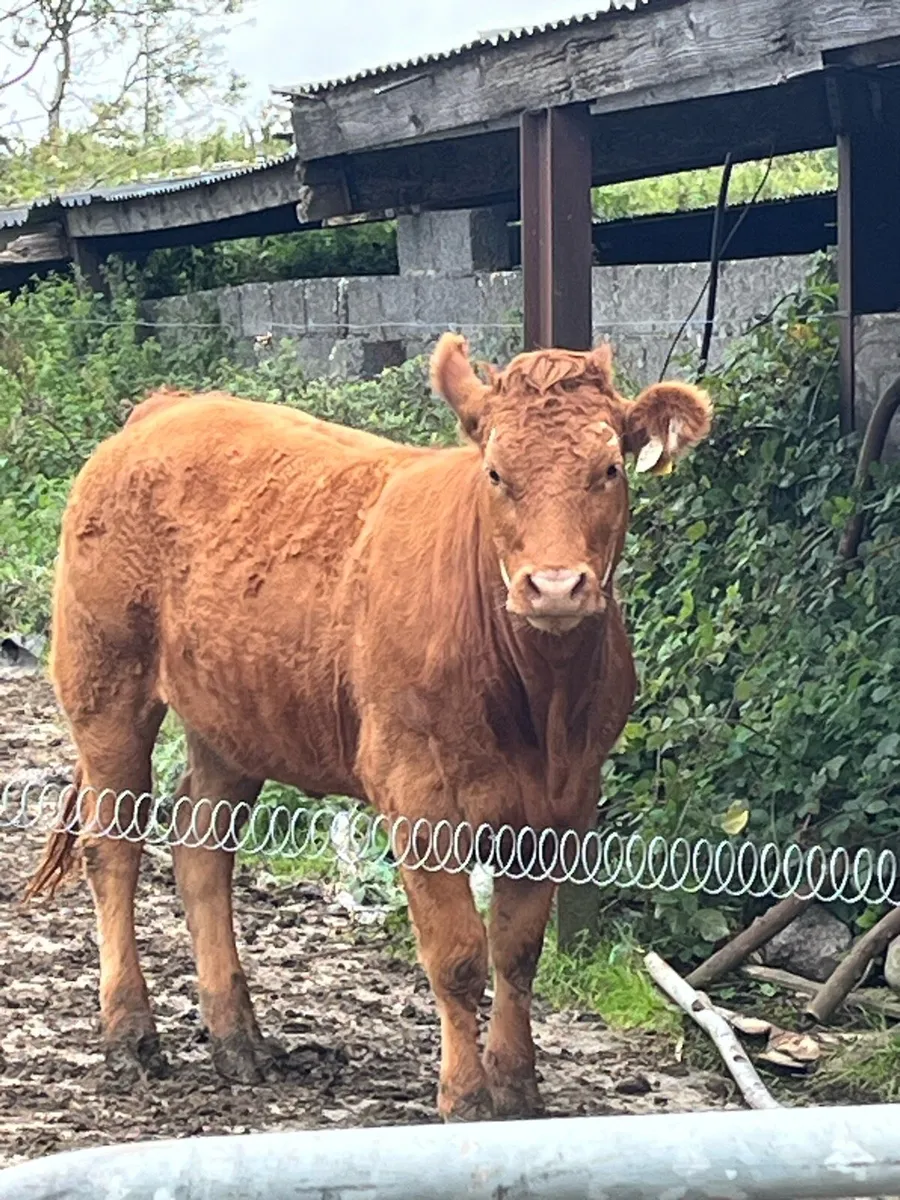Heifers limo - Image 2