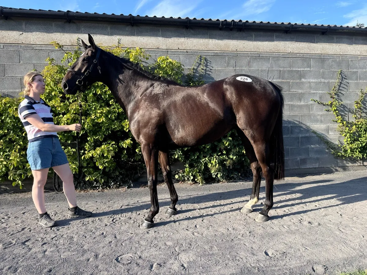 3 year old filly - Image 2