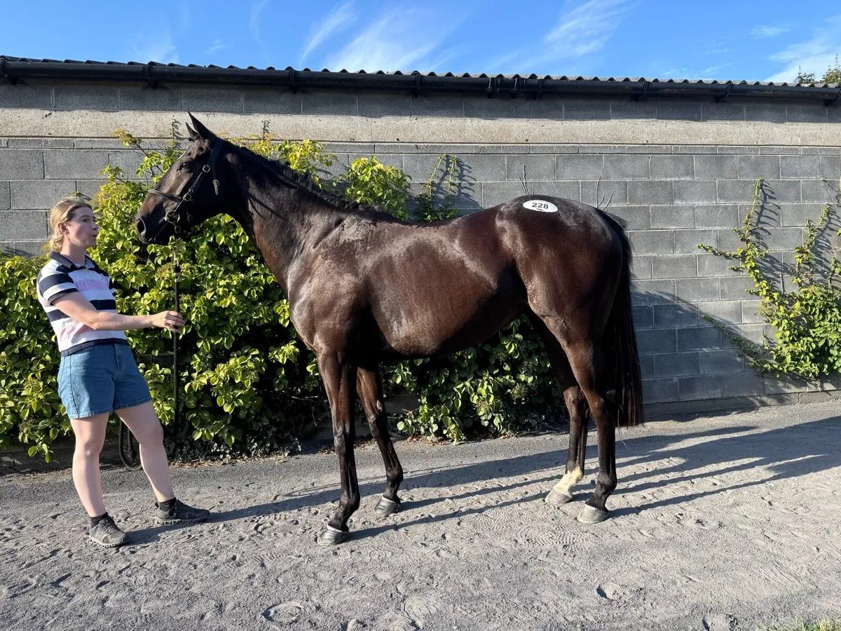 3 year old filly - Image 1