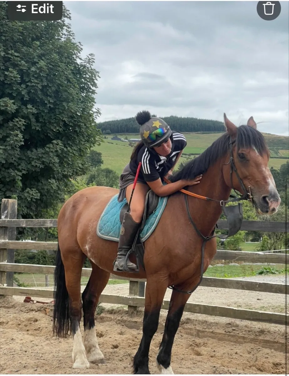 10yo 15.3hh sporty cob - Image 2