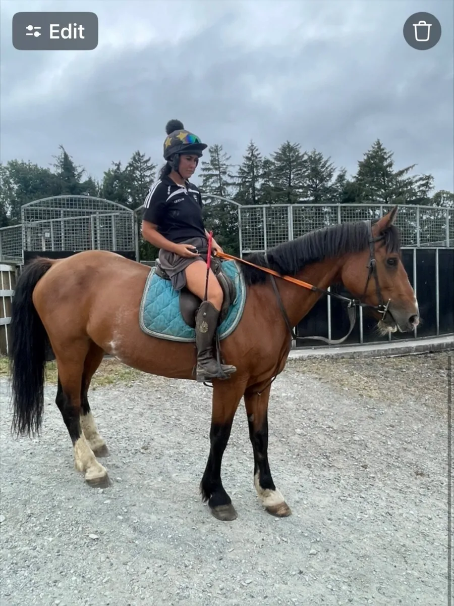 10yo 15.3hh sporty cob - Image 3