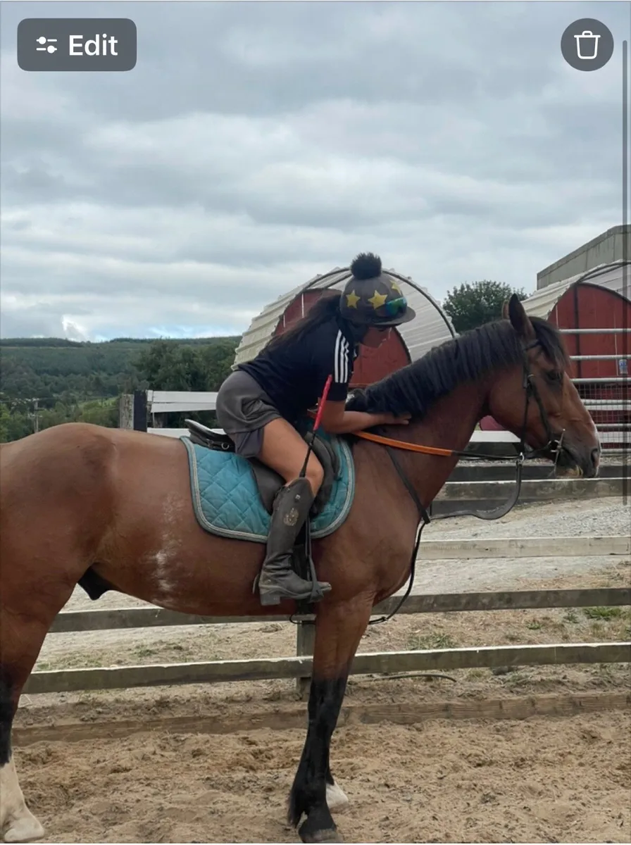 10yo 15.3hh sporty cob - Image 1
