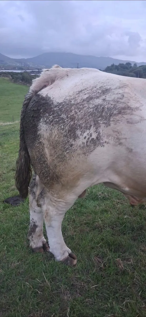 Charolais Bull - Image 2