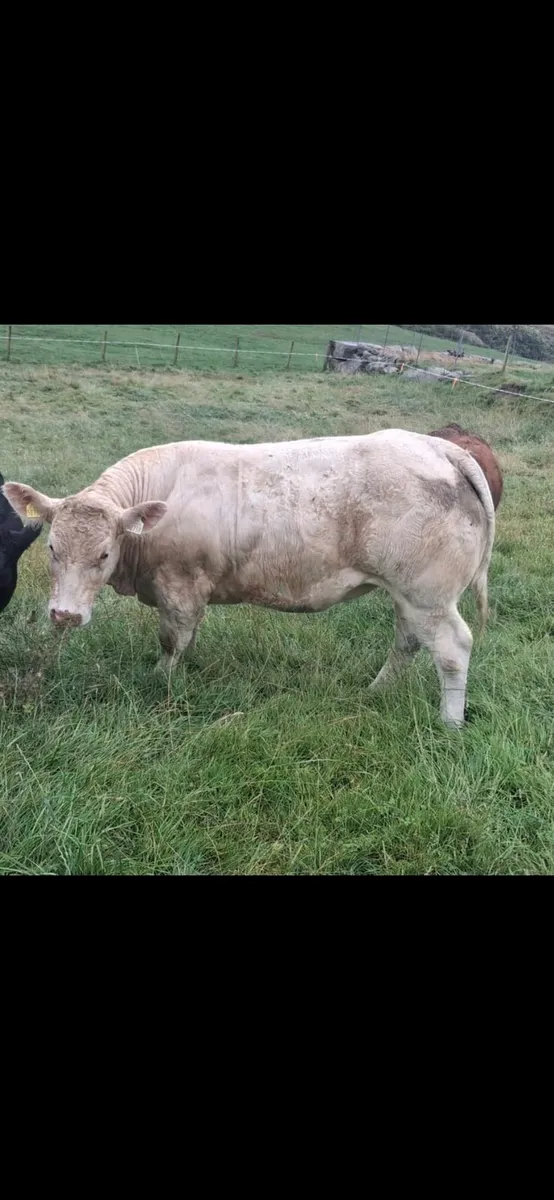Charolais Bull - Image 3